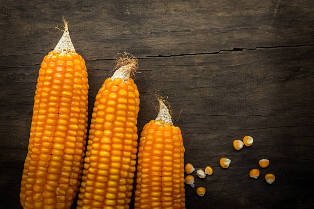 istock Yellow dried corn on wooden table. 513634532