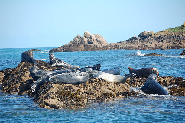 junta gris grupo atlántico - foca fotografías e imágenes de stock