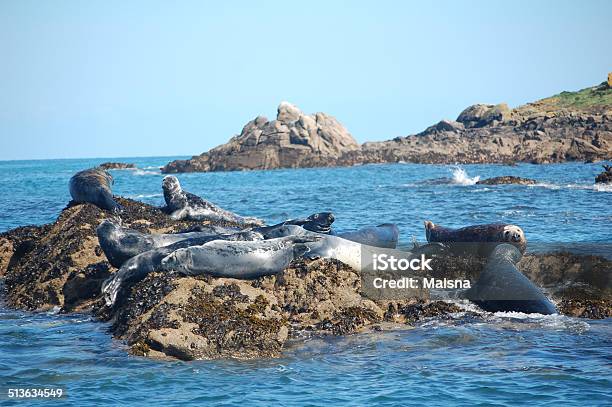 Atlantic Grey Seal Group Stock Photo - Download Image Now - Seal - Animal, Isles of Scilly, Gray Seal