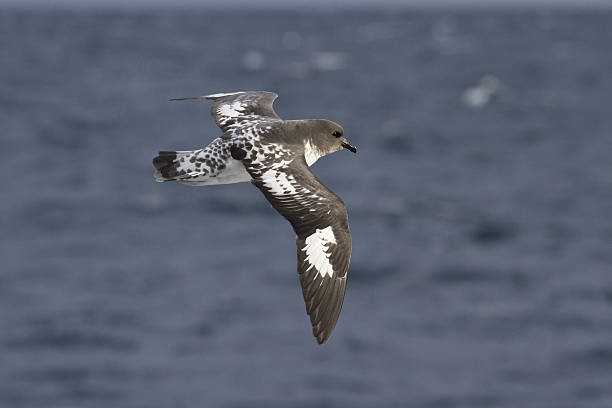 istock Cape pigeon flying over the Atlantic Ocean on a day 513634621