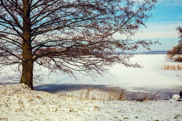 Natural Landscape - Bare Bush in the Middle of Winter on the Coastline of Lake Ontario