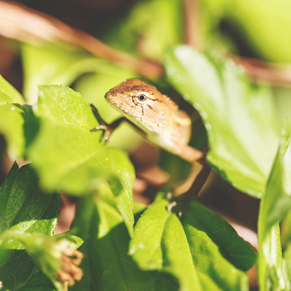 กิ้งก่าไทย ภาพสต็อก - ดาวน์โหลดรูปภาพตอนนี้ - The Lizard Peninsula ... กิ้งก่าไทย ภาพสต็อก - ดาวน์โหลดรูปภาพตอนนี้ - The Lizard Peninsula ...