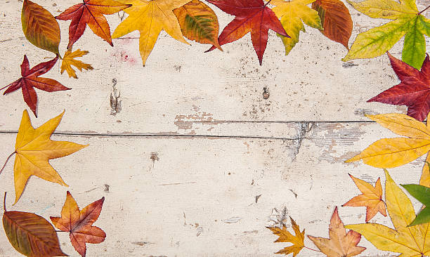 istock Autumn background with maple leaves 513635119