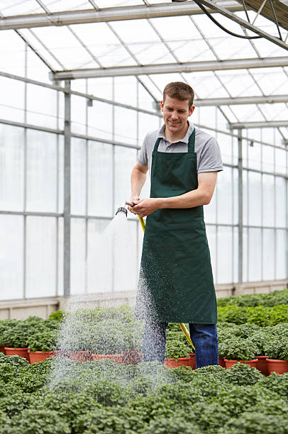 istock Plant nursery worker watering plants 513635149