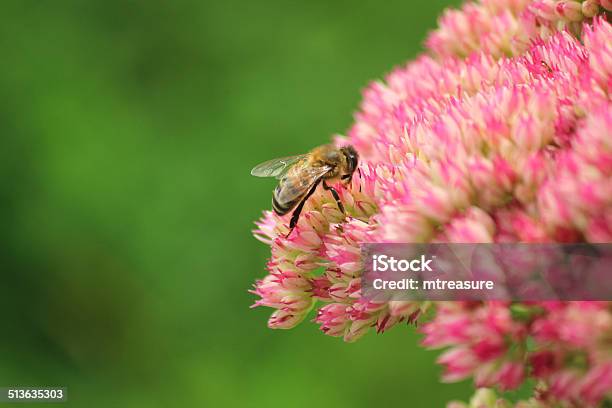 Honey Bee Feeding Pollen Pink Sedum Flowers Hylotelephiumspectabile Stonecrop Iceplant Stock Photo - Download Image Now