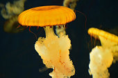 Beautiful Orange colored Jelly Fish