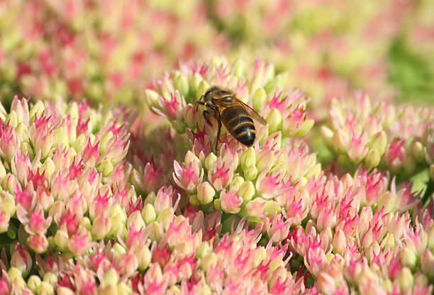 miel abeille nourrir, pollen, rose sedum fleurs hylotelephium-spectabile, stonecrop, glace-plante - succulent plant sedum temperate flower perennial photos et images de collection