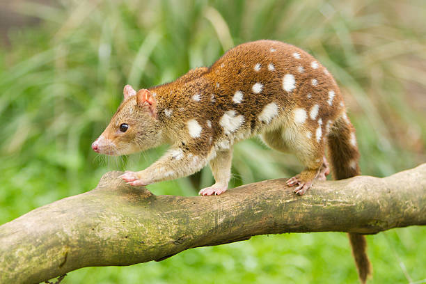 Quoll Quoll spotted quoll stock pictures, royalty-free photos & images
