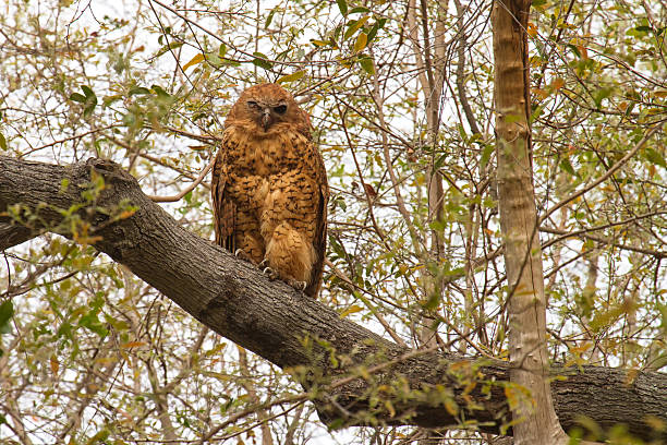 Pel's fishing owl, Okavango Delta, Botswana stock photo