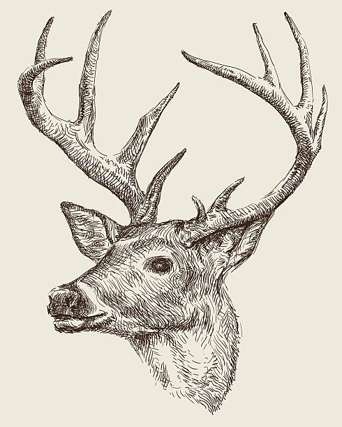 ilustrações, clipart, desenhos animados e ícones de deer de desenho - veado