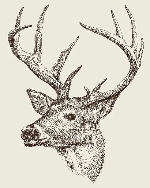 Vector illustration of Deer drawing