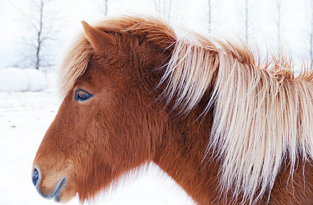 istock Icelandic horse standing in the snow 513636396