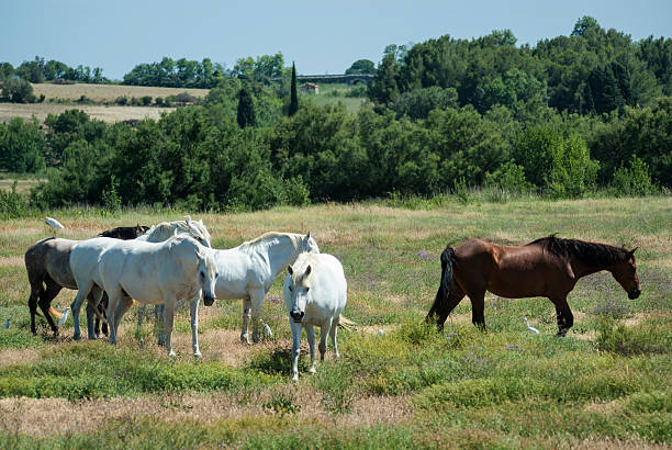 Horses at pasture in Languedoc-Roussillon Horses at pasture in Languedoc-Roussillon, France, near Narbonne, at summer narbonne stock pictures, royalty-free photos & images