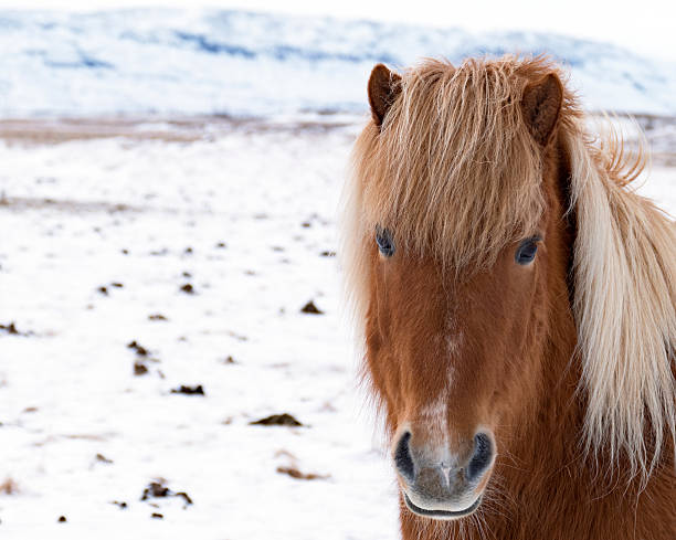 istock Brown Icelandic horse looking at the camera 513636578