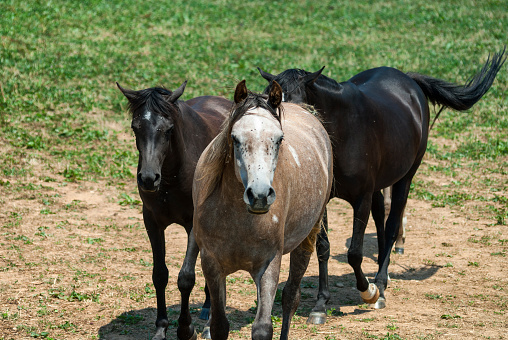 Arabian horses in a ranch of Catalunya (Spain)