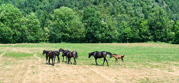 Arabian horses in a ranch of Catalunya (Spain)