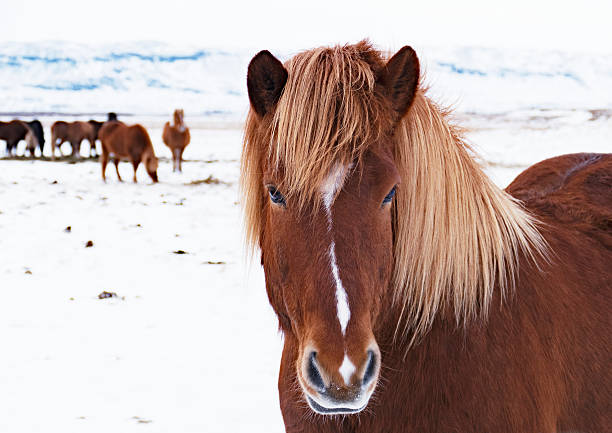 istock Brown Icelandic horse looking at the camera 513636958