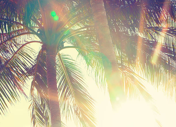 istock Palm leaves against sunset 513637638