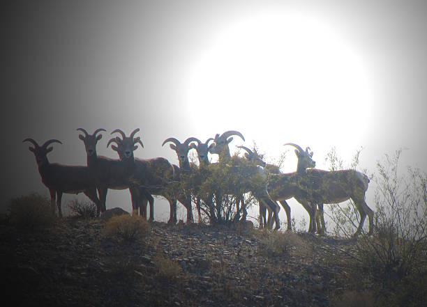 wüste dickhornschafe silhouetten - bighorn sheep sheep desert mojave desert stock-fotos und bilder