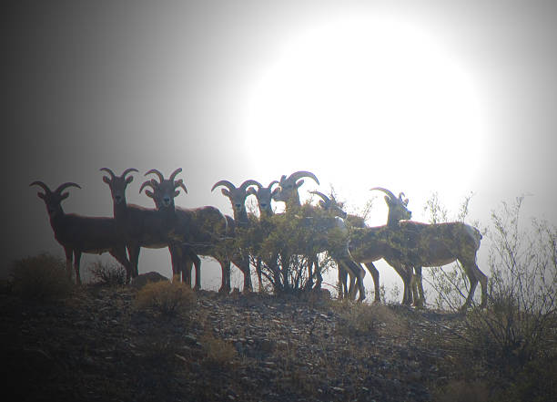 deserto silhuetas de ovelha bighorn - bighorn sheep sheep desert mojave desert imagens e fotografias de stock