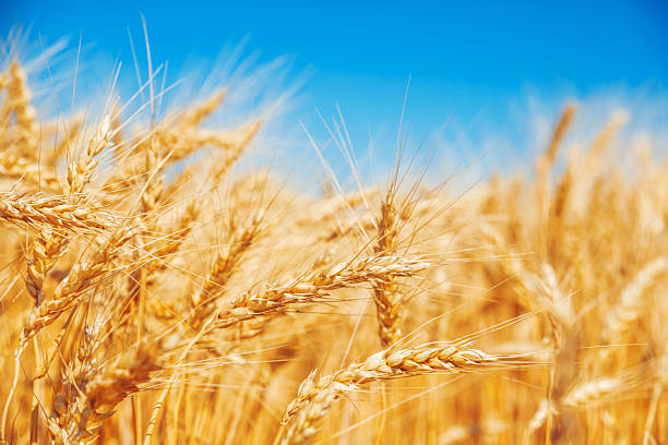 istock Gold wheat field and blue sky 513638014