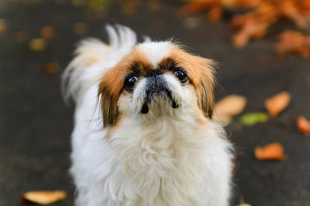Portrait of young pekingese.
