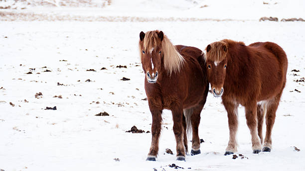 istock Brown Icelandic horses standing in the snow 513638238