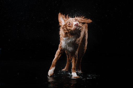 Dog Nova Scotia Duck Tolling Retriever dog Motion in the water active dogs aqueous shooting