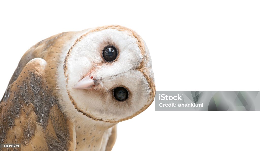 common barn owl ( Tyto albahead ) isolated common barn owl ( Tyto albahead ) head isolated on white background Owl Stock Photo