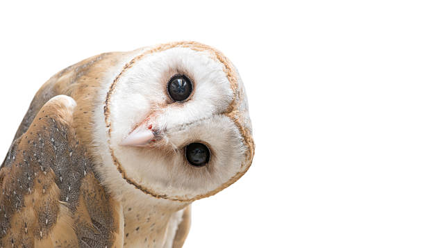 common barn owl ( Tyto albahead ) isolated common barn owl ( Tyto albahead ) head isolated on white background bird human stock pictures, royalty-free photos & images