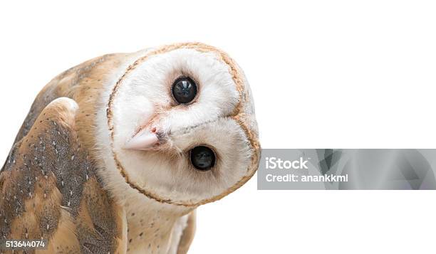 Common Barn Owl Isolated Stock Photo - Download Image Now - Owl, White Background, Bird