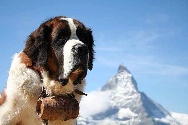 St. Bernard rescue dog St. Bernard rescue dog in Zermatt, Switzerland, with Mount Matterhorn in the background search and rescue dog photos stock pictures, royalty-free photos & images