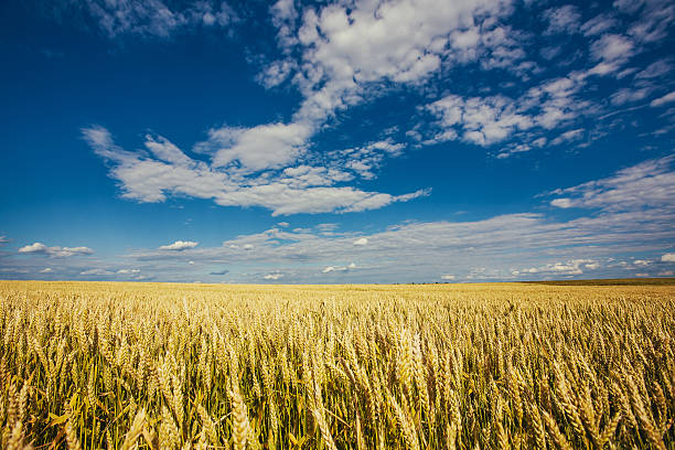 istock Gold wheat field and blue sky. agriculture 513646601