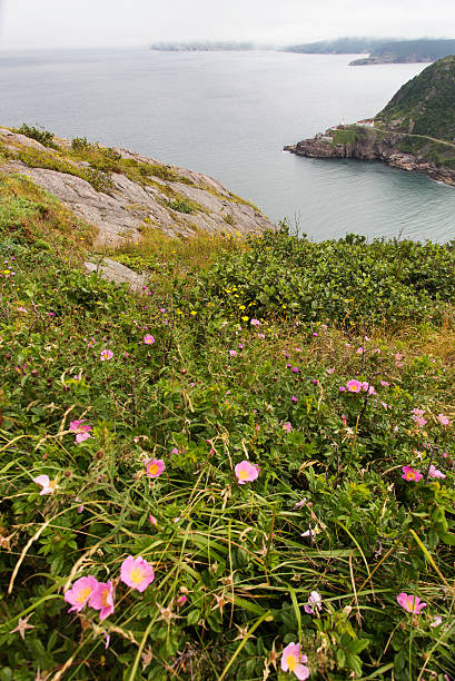 istock wild roses at The Narrows, St. John's 513648425
