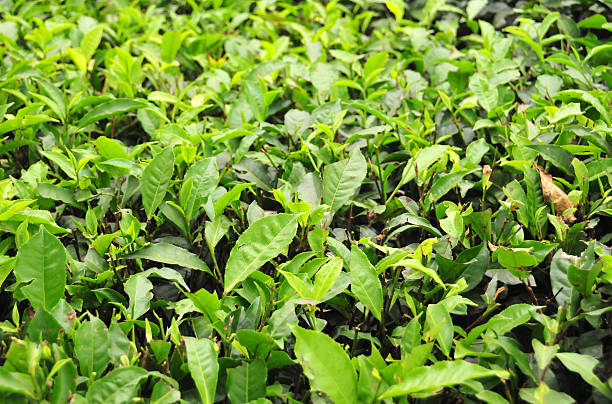istock tea plantation detail, Uganda 513648433