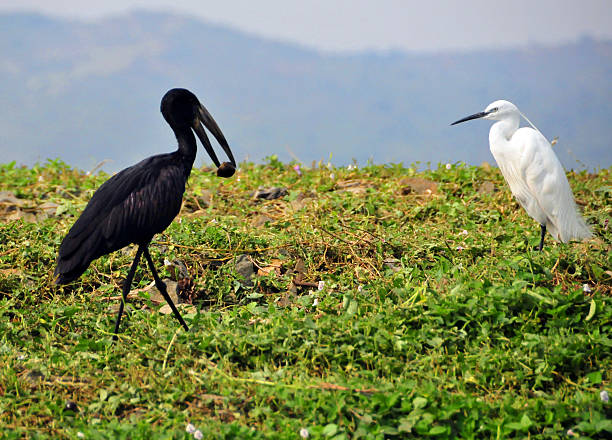 Two birds: Openbill and Little egret Jinja, Uganda: African openbill (Anastomus lamelligerus) carrying a  fruit and Little egret (Egretta garzetta) - source of the Nile river - photo by M.Torres african openbill anastomus lamelligerus stock pictures, royalty-free photos & images
