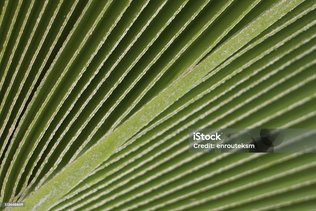 lines and texture of green palm leaf. Abstract Stock Photo