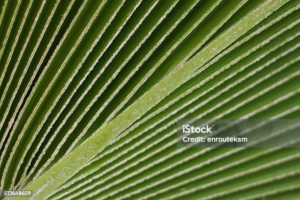 Lines And Texture Of Green Palm Leaf Stock Photo - Download Image Now - Abstract, Botany, Branch - Plant Part