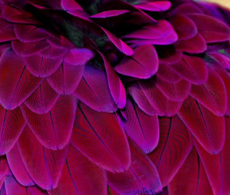 Macro photograph of the  feathers of a macaw with a blue to purple color shift.