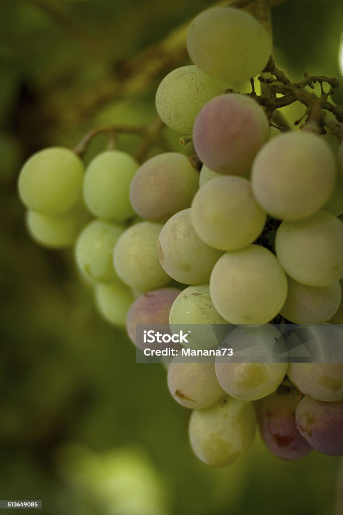 Grapes on a bush. Dream winemaker. Agriculture Stock Photo