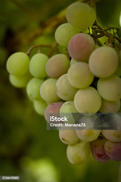 Grapes On A Bush Dream Winemaker Stock Photo - Download Image Now - Agriculture, Berry Fruit, Branch - Plant Part