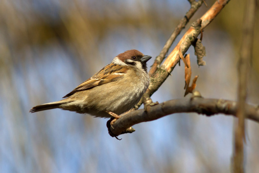 A telephoto of a beautiful sparrow in my garden