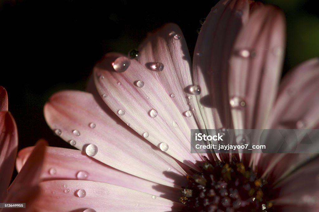 Close up pink daisy petals with dew drops on Gerbera Daisy Stock Photo
