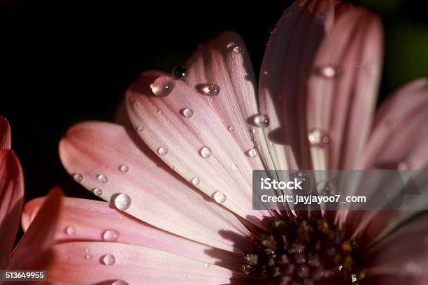 Close Up Pink Daisy Petals With Dew Drops On Stock Photo - Download Image Now - Gerbera Daisy, Pink Color, Striped
