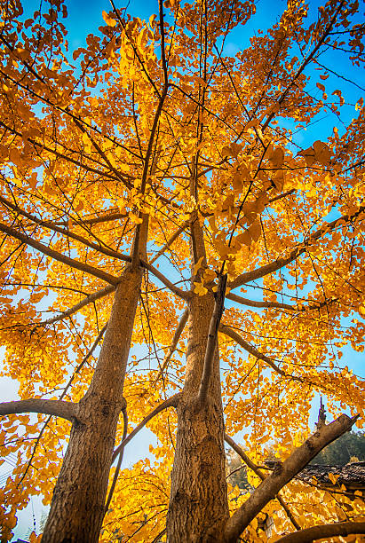 nogueira-do-japão - virginia ginkgo tree tree autumn - fotografias e filmes do acervo