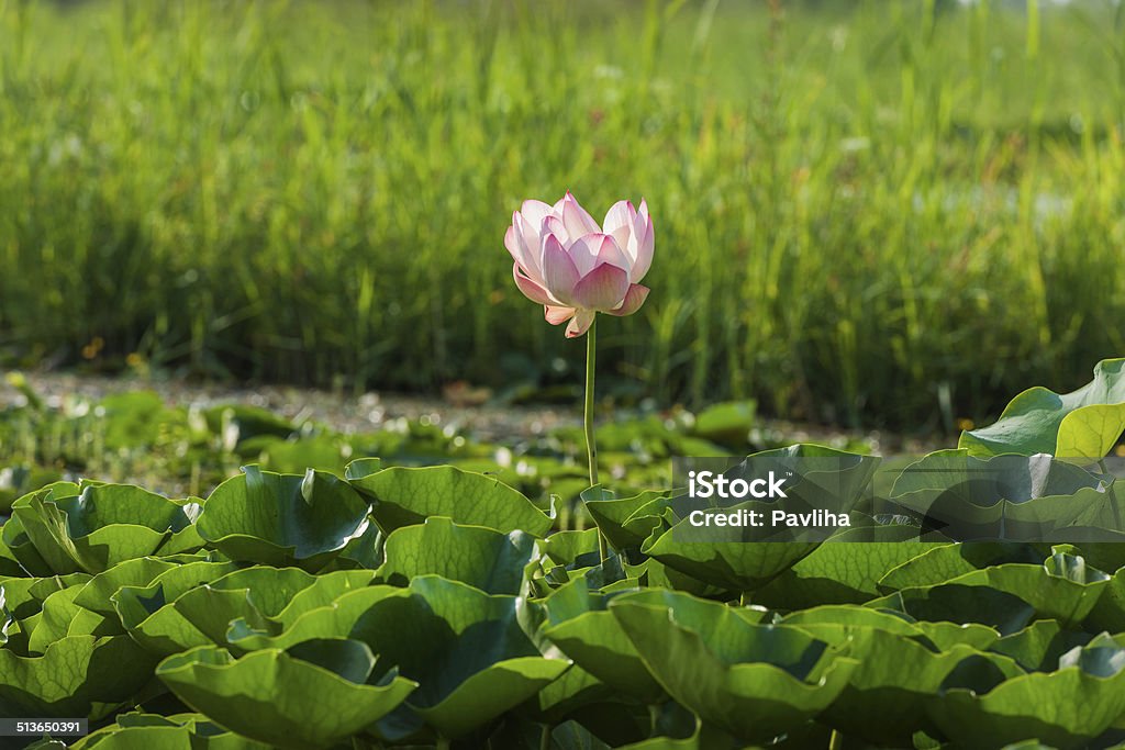 Pink-White Lotus in Dal Lake Srinagar India Beautiful lotus in Lake Dal, Srinagar, Kashmir, India. India Stock Photo