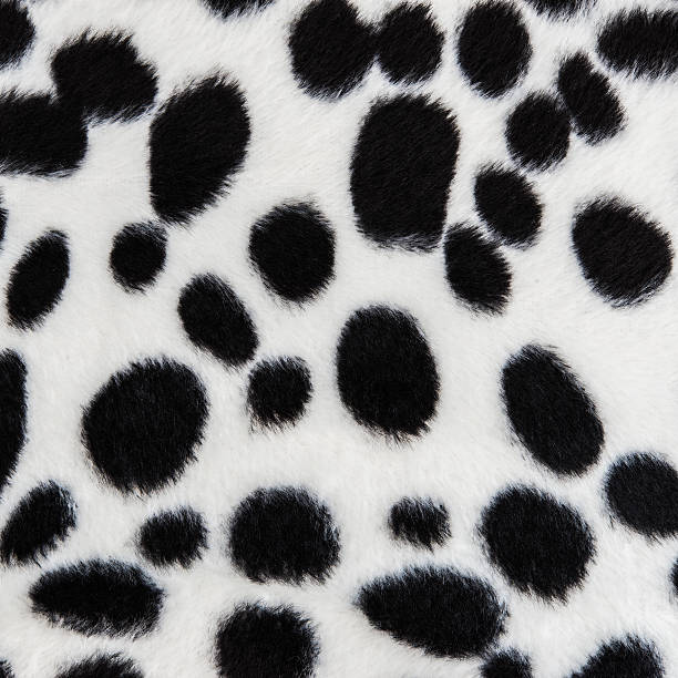 The texture of dog fur The texture of dog fur for background dalmatian stock pictures, royalty-free photos & images