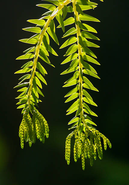 istock Green Fern Leaf on black background 513651833