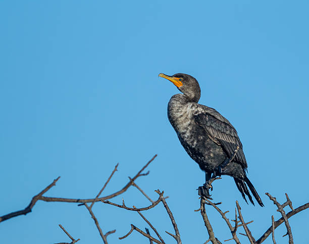 istock Cormorant poses on branch in Florida 513652165
