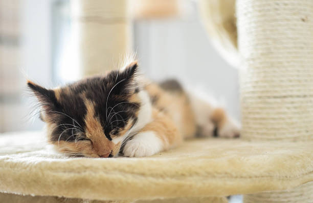 istock Lovely calico kitten sleeps on a scratching post 513652911